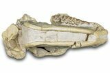 Fossil Oreodont (Merycoidodon) Skull - South Dakota #285131-4